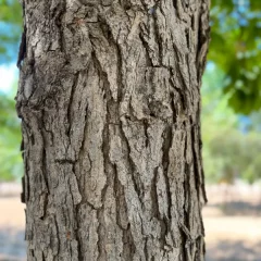 Swamp Oak-bark