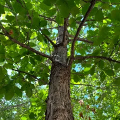 Swamp Oak-canopy