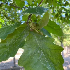 Swamp Oak-leaf