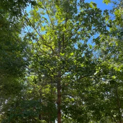 Swamp Oak