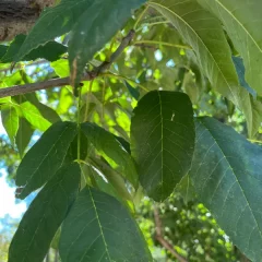 Windy City Ash