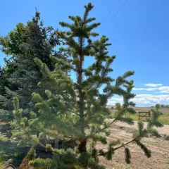 Bristle Cone Pine