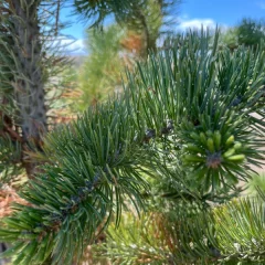 Bristle Cone Pine-needle