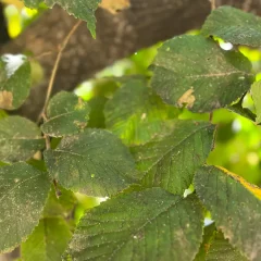 Camperdown Elm-leaf
