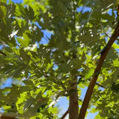 Celebration Maple-canopy