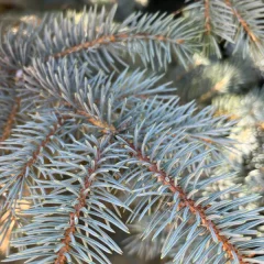 Colorado Blue Spruce-needle