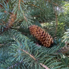 Colorado Green Spruce-needle