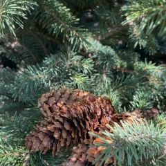 Colorado Green Spruce-pinecones