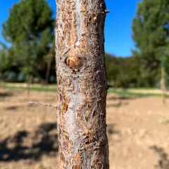 Newport Plum Bark