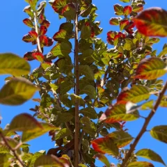 Newport Plum canopy