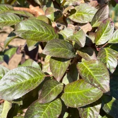 Newport Plum Leaf