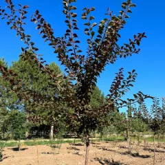 Newport Plum