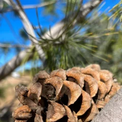 Eastern White Pine-cone