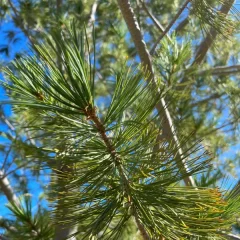 Eastern White Pine-needle