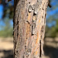 Floribunda Crabapple-bark