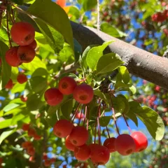 Floribunda Crabapple-fruit