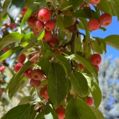 Floribunda Crabapple-leaf