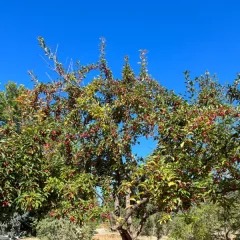 Floribunda Crabapple