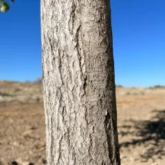 Ginkgo Bark