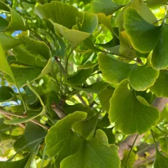 Ginkgo leaf