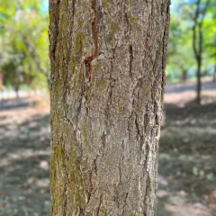 Golden Raintree bark