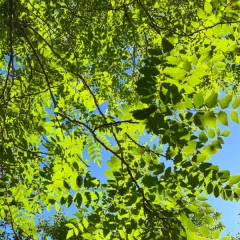 Golden Raintree canopy