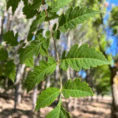 Golden Raintree leaf