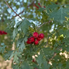 Hawthorne fruit