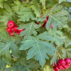 Hawthorne leaf