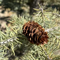 Hoopsii Spruce Needle