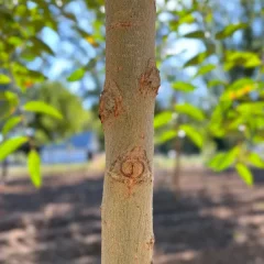 Laurel Willow bark