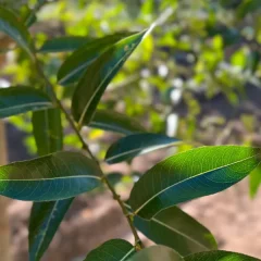 Laurel Willow leaf