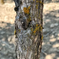 Lilac Bush bark