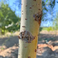 Prairie Cascade Willow Bark