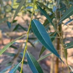 Prairie Cascade Willow Leaf