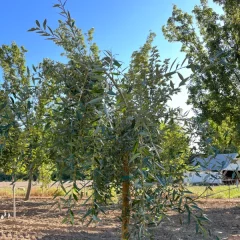 Prairie Cascade Willow