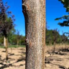 Prairie Expedition Elm Bark