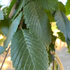 Prairie Expedition Elm Leaf