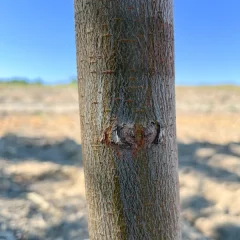 Princeton Elm bark