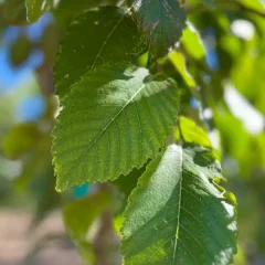 Princeton Elm Leaf