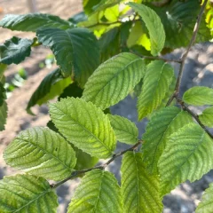 Princeton Elm Leaf