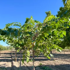 Princeton Elm