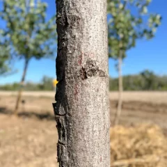 Red Oak Bark