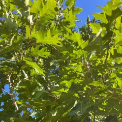 Red Oak Canopy