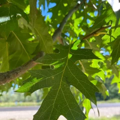 Red Oak leaf