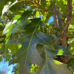 Red Oak leaf