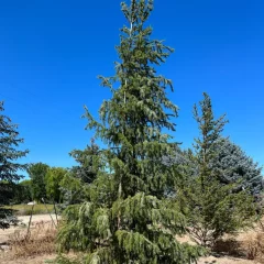 Serbian Spruce