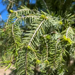 Serbian Spruce Needles