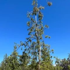 Weeping White Pine