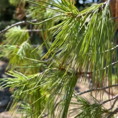 Weeping White Pine-needle